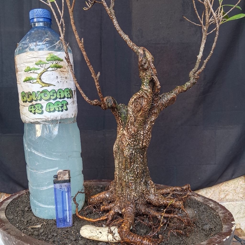 Bahan Bonsai Kimeng Formal Bogel Akar Bagus Cabang Ada Small Size Real Pict