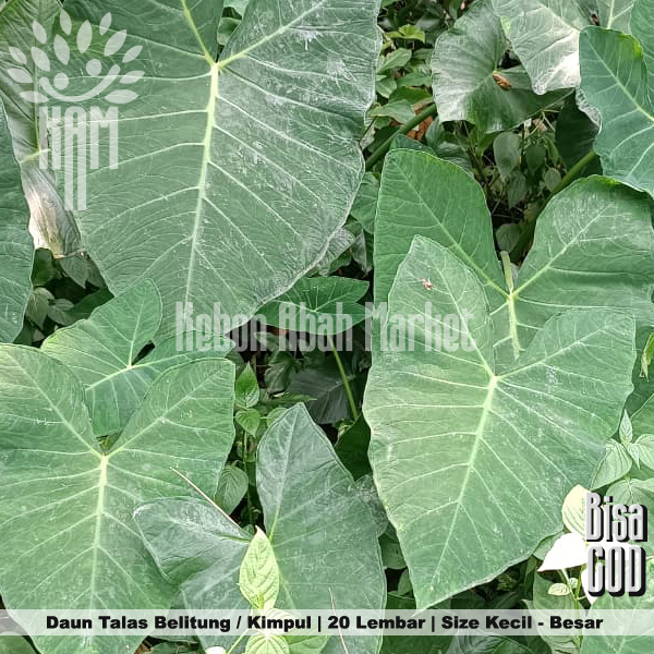 Daun talas Bogor 20 lembar / fresh murah / bungkus buntil / masakan buntil segar lebar untuk pakan i