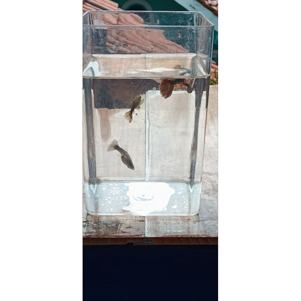 guppy red dragon