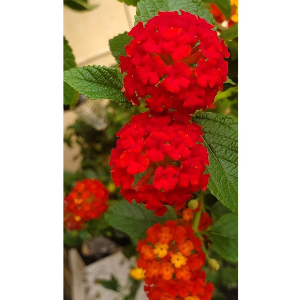 Lantana bunga merah wangi / Tanaman hias pohon lantana bunga merah