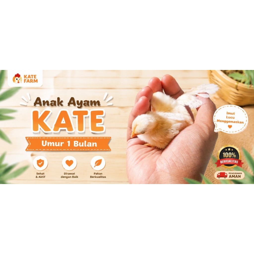 Anak Ayam Kate usia 1 bulan