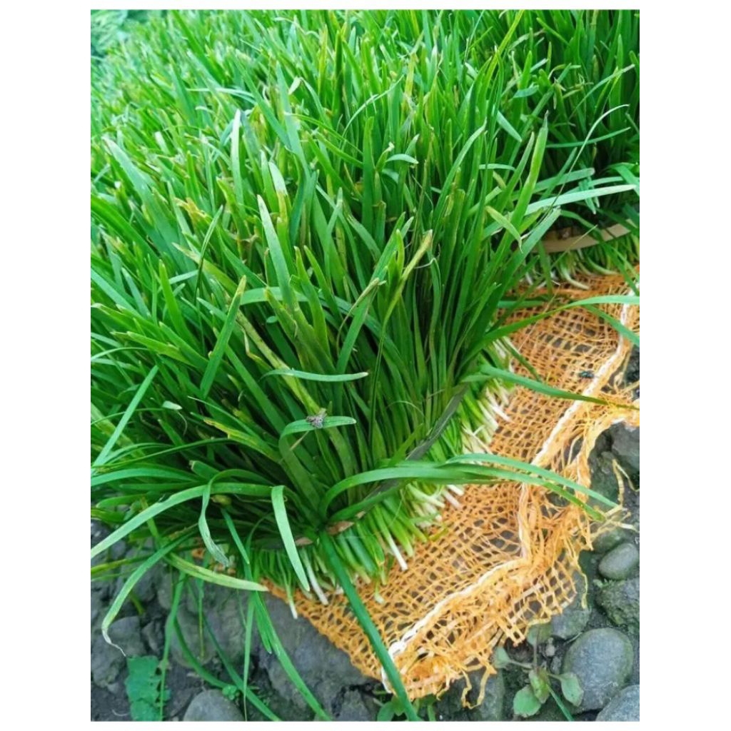 DAUN KUCAI 1KG