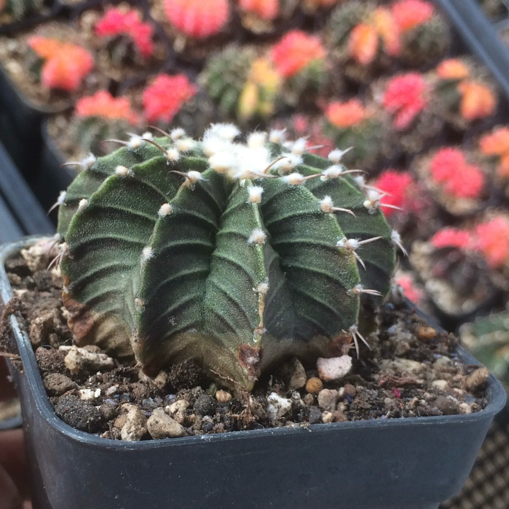 RR5 Gymno Lb Vos hybrid gymnocalycium mihanovichii varigata kaktus belajar tanaman hias hidup gurun 