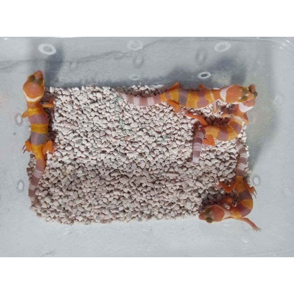 Mainan Gecko Leopard baby sunglow FREE PINSET / WATERDISH