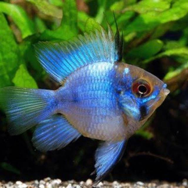 Ikan Hias Remirezi Blue Elektrik Balon GARANSI IKAN HIDUP