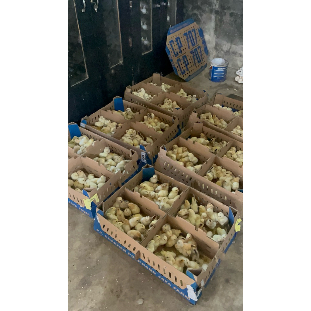 10 ekor bibit anak ayam elba kampung petelur super
