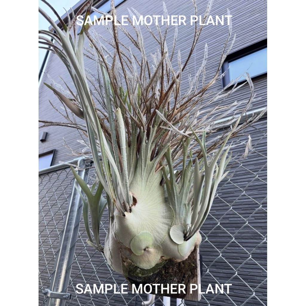 Platycerium Veitchii Auburn River #1 Import Australia