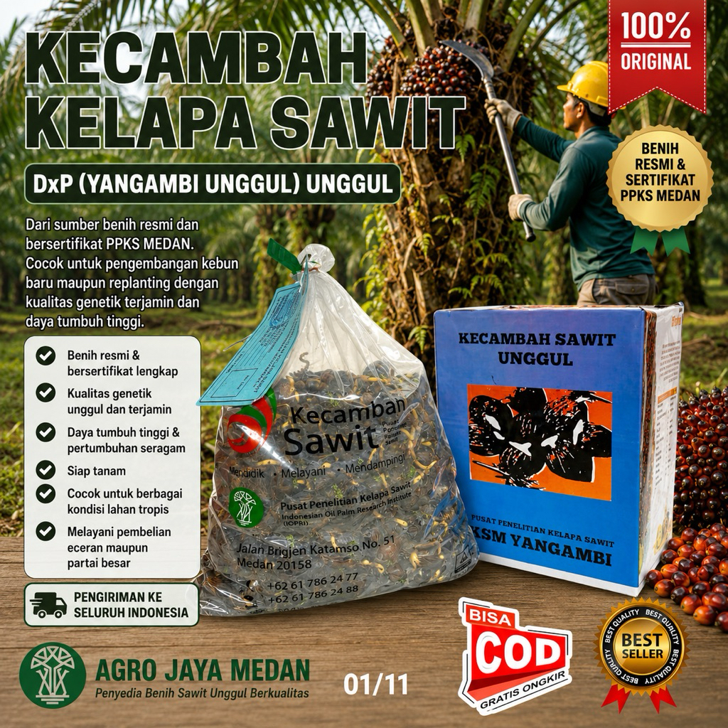 Kecambah sawit PPKS Medan Unggul bersertifikat