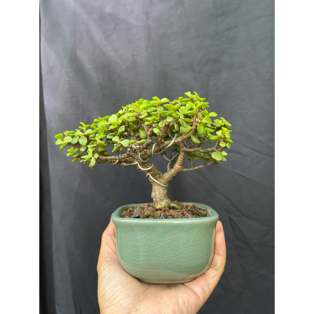 Jade plant sukulen portulacaria afra siap pajang + pot keramik