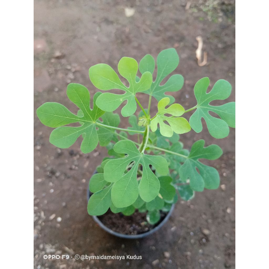 tanaman hias bercaudex adenia fruticosa