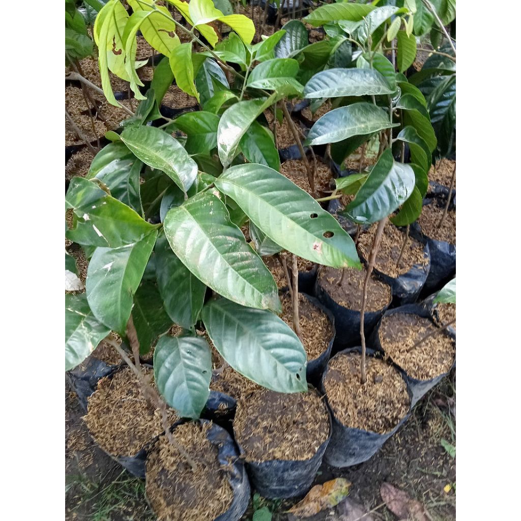 Tanaman buah duku longkong Thailand