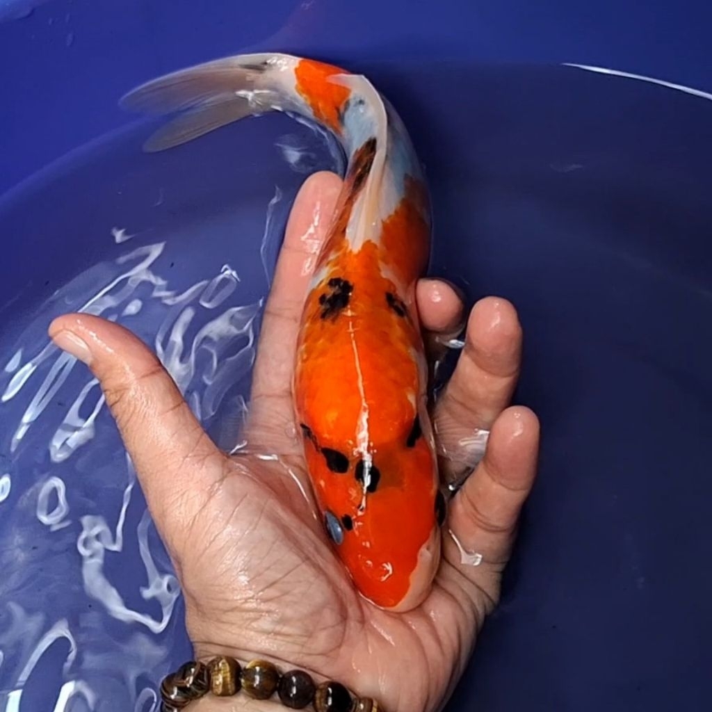 Ikan Koi Blitar Jenis Sanke / Rumah Koi Jakarta / kode 0047