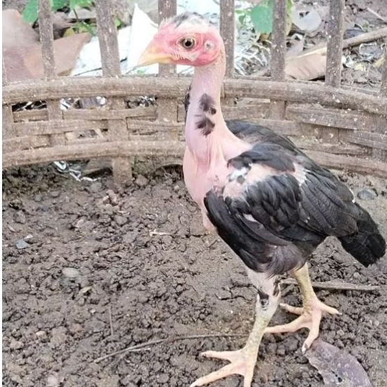 Telur Ayam Fertil Siap Tetas Random - Pejantan Birkok, Pakhoy, Plucker, Yokkere. Betina Bangkok, Bir