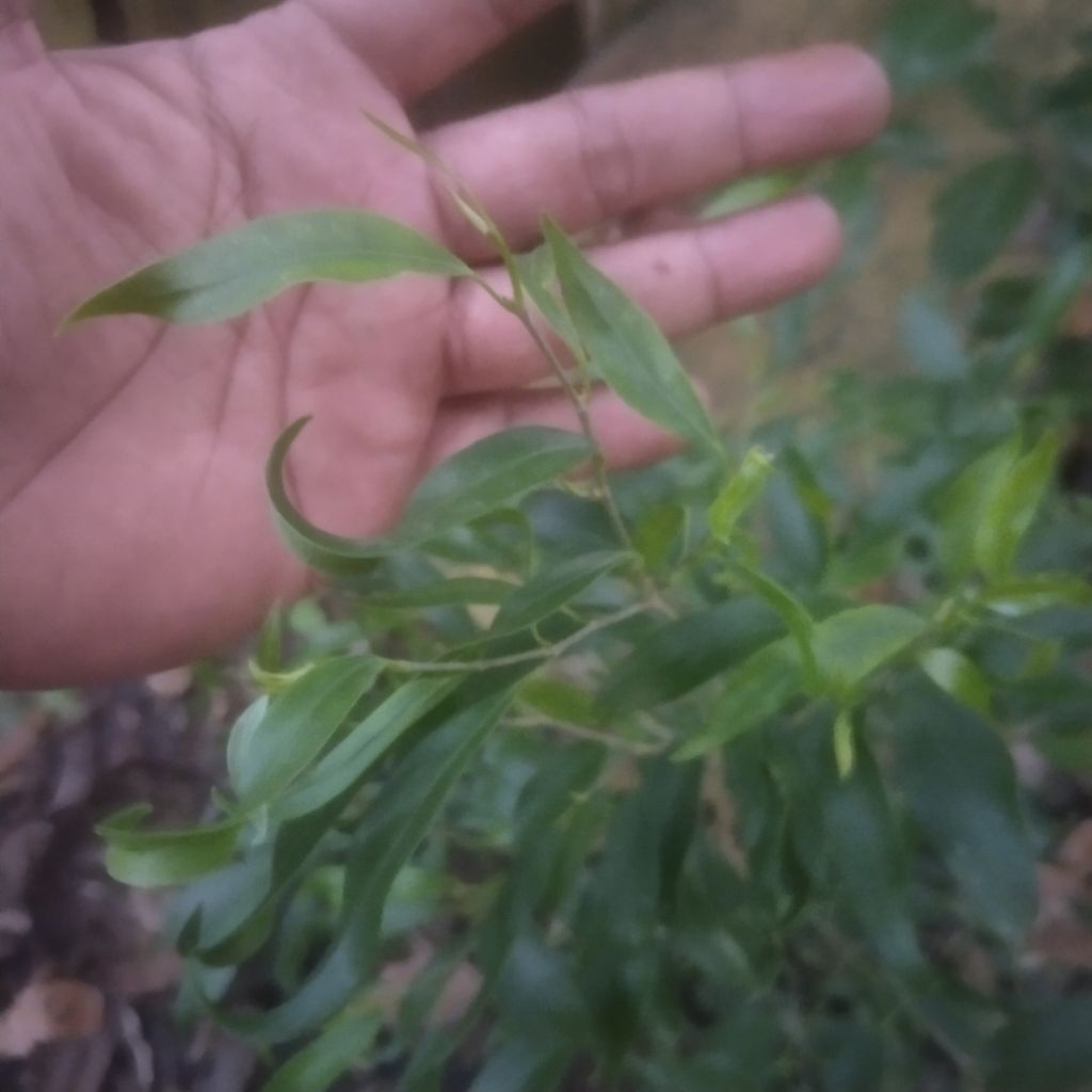 Beringin Arjuna (Ficus benjamina var. 'Arjuna')