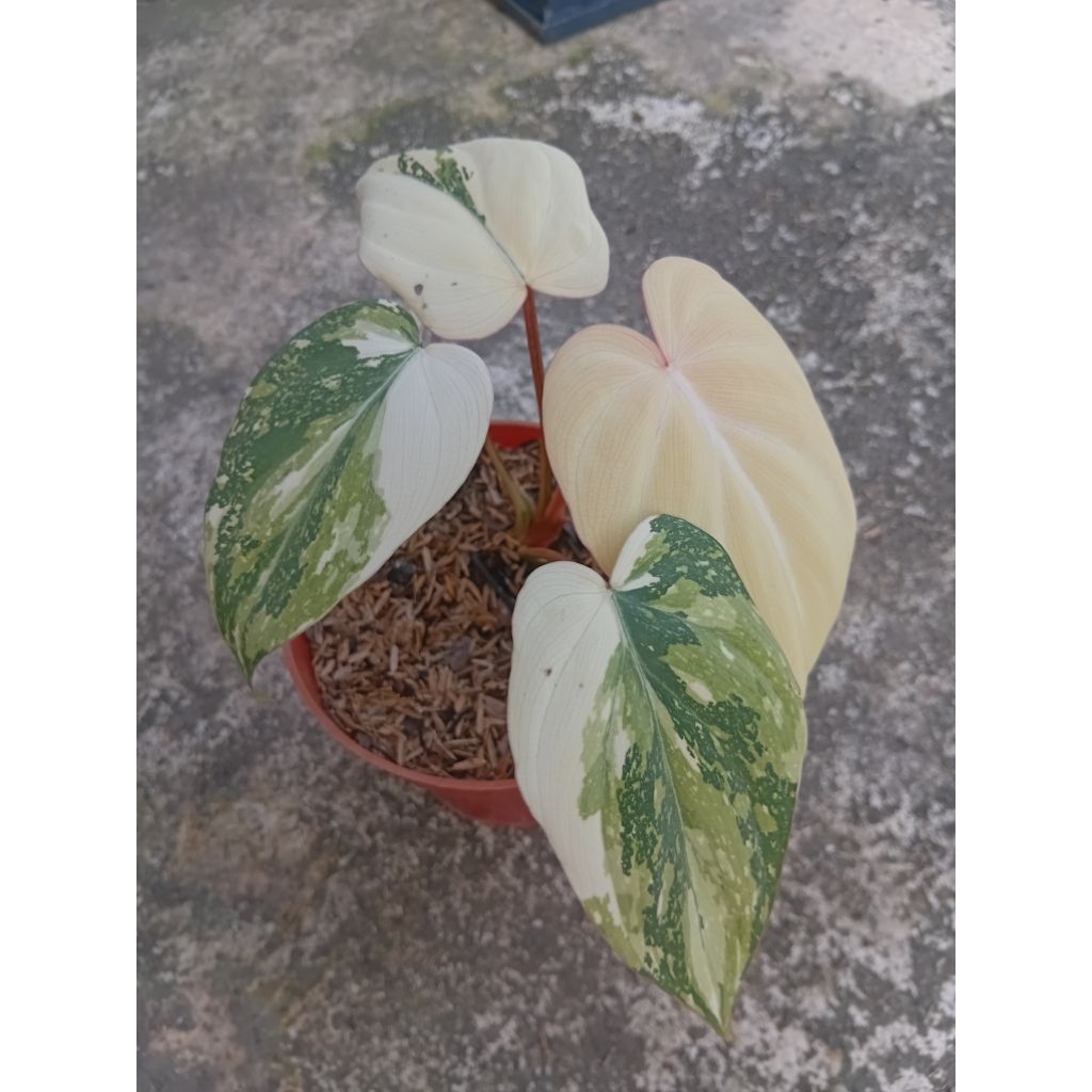 Tanaman Hias Philodendron Gloriosum Varigata Tricolor Real Pict "tanaman indor"