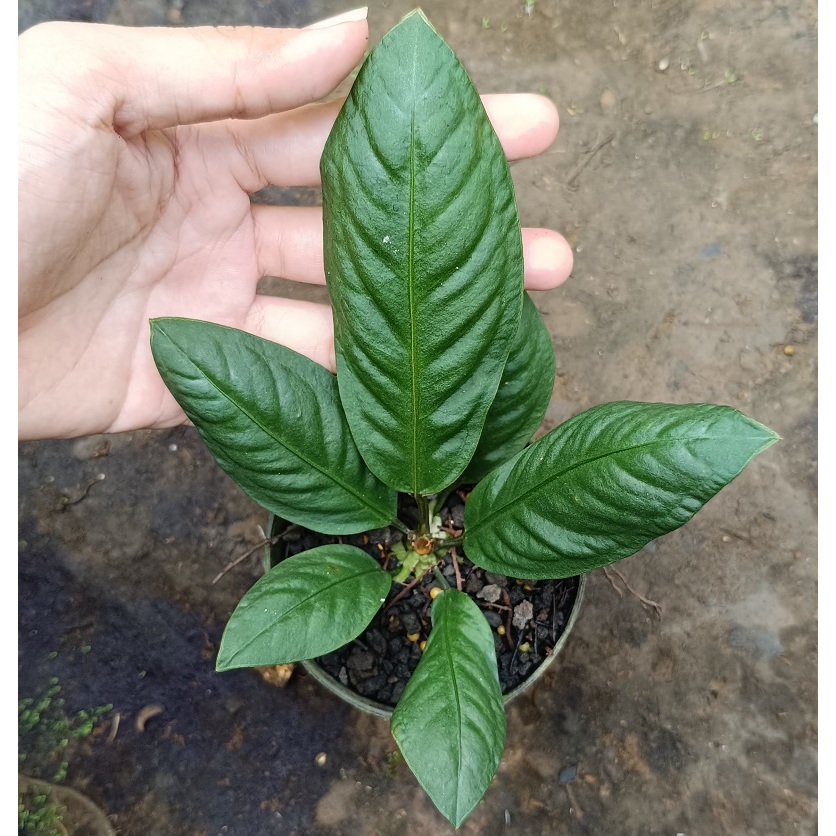 Tanaman Hias Anthurium Neo Superboom / Bibit anthurium superbom / anthurium superbum / anthurium sup
