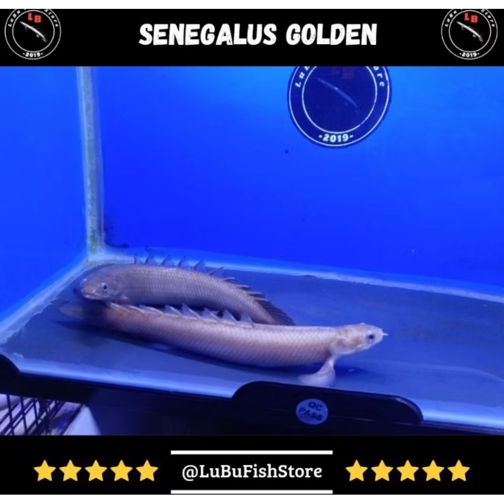 Aksesoris Aquarium Palmas Senegalus Golden