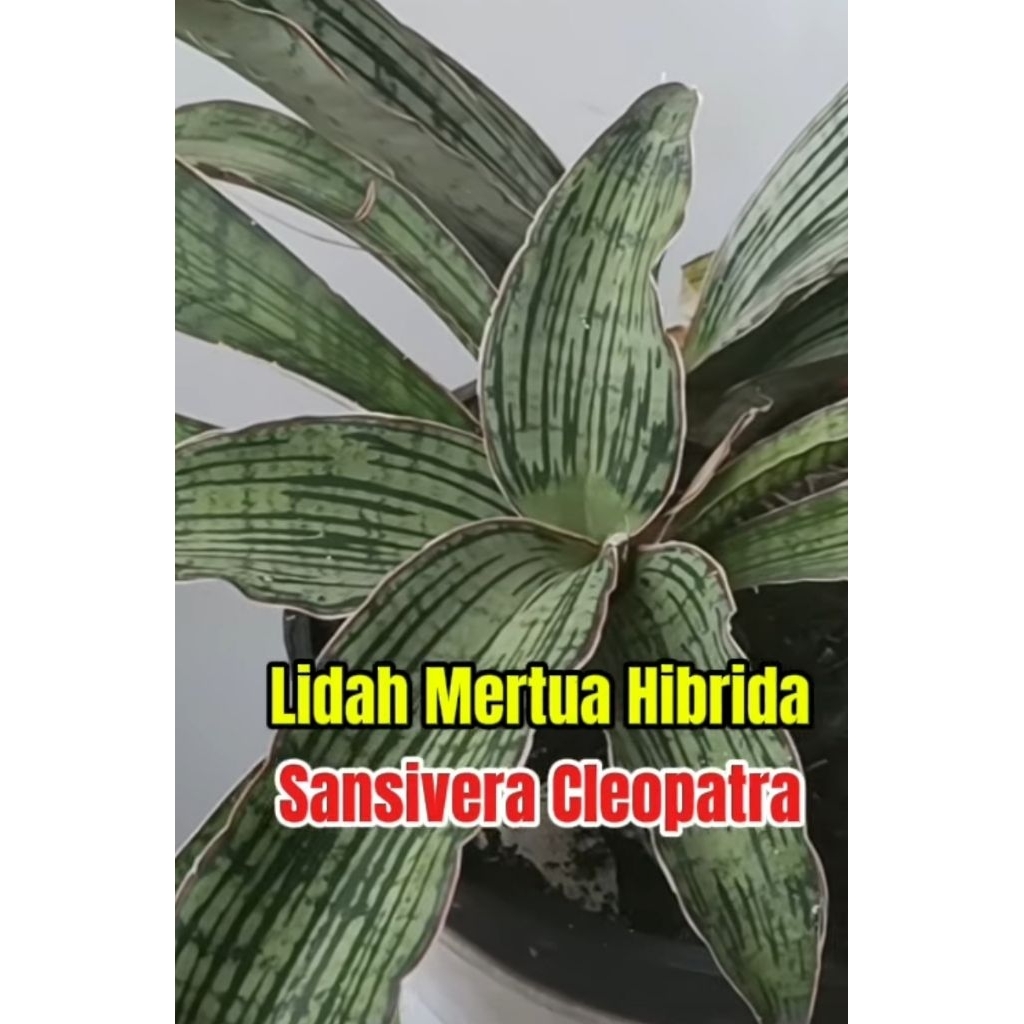 Sansevieria Cleopatra