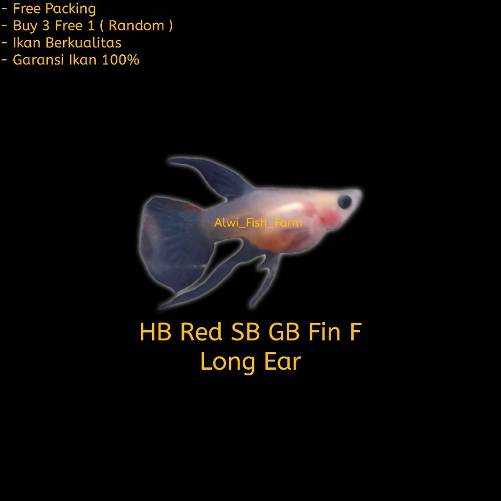 Hiasan Aquarium Guppy HB Red Short Body Glasbelly Ribon Fin C Long Ear