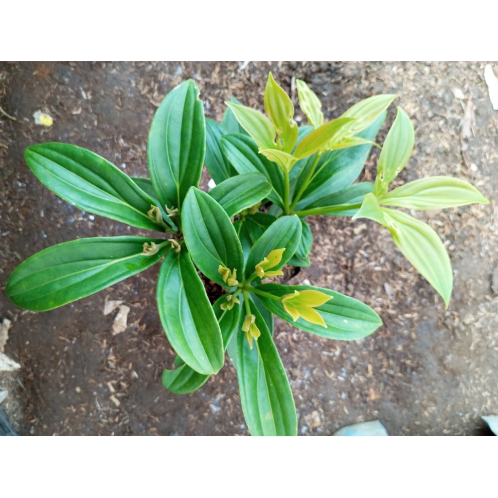 medinilla/parijoto/tanaman parijoto