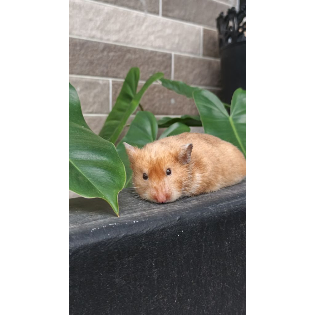 SAZA HAMSTERY HAMSTER SYRIAN HIDUP / HEWAN PELIHARAAN / HAMSTER JUMBO / HAMSTER USIA REMAJA & SIAP K