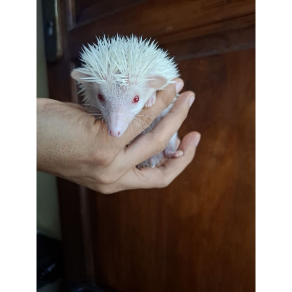 landak mini albino Siap breed  ( instan/sameday )