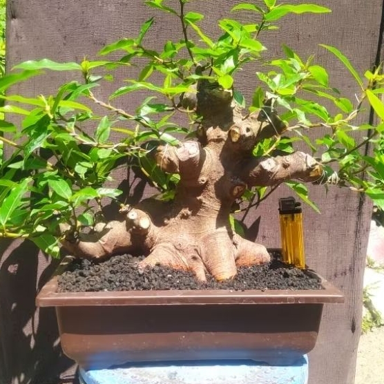 Bonsai ficus loa bonggol besar /  Ficus racemosa program cakep realpict + potnya