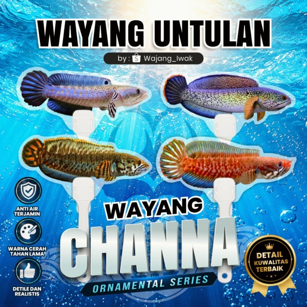MURAH WAYANG UNTULAN CHANNA PULCHRA, BARCA, BLEHERI, RED BLEHERI