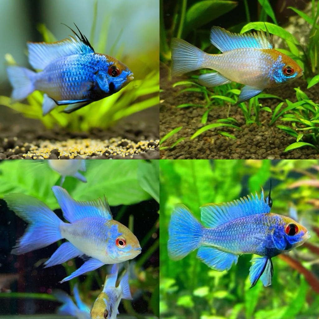 [IKNKU Official] Hiasan Ramirezi Blue Electric | Ramirezi Electric Blue | Ramz