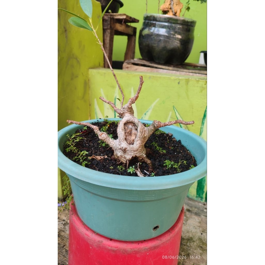 bonsai beringin kimeng bogel