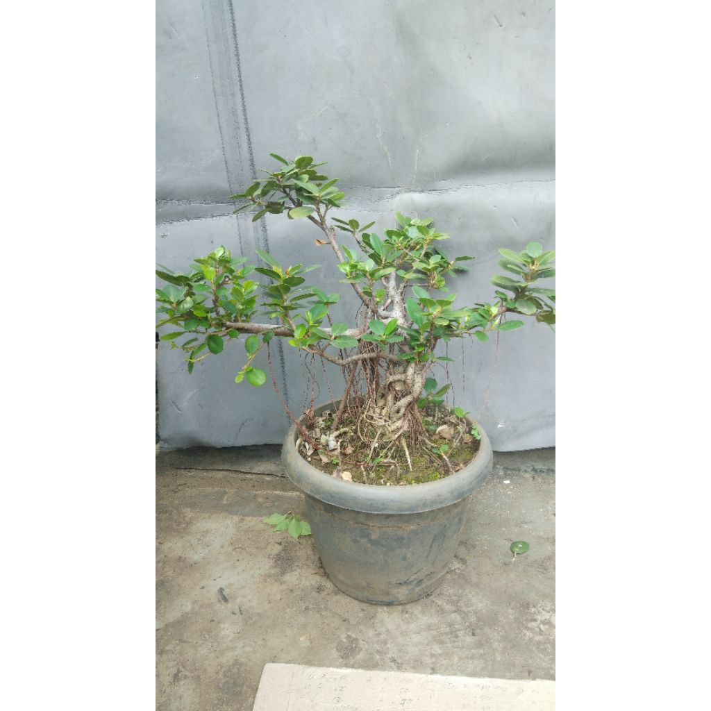 Bonsai Pohon Beringin Dolar