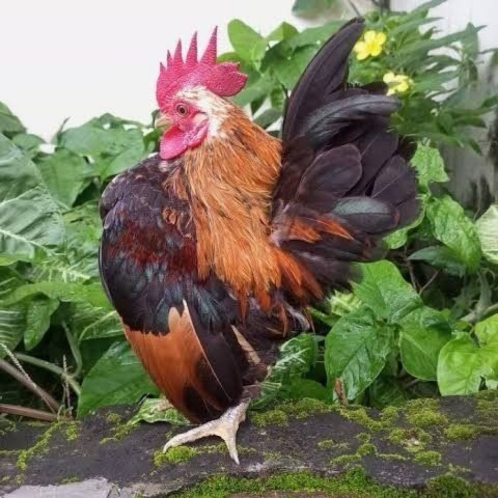 Telur Ayam Kate serama Asli Pendek berkualitas Min 2 biji