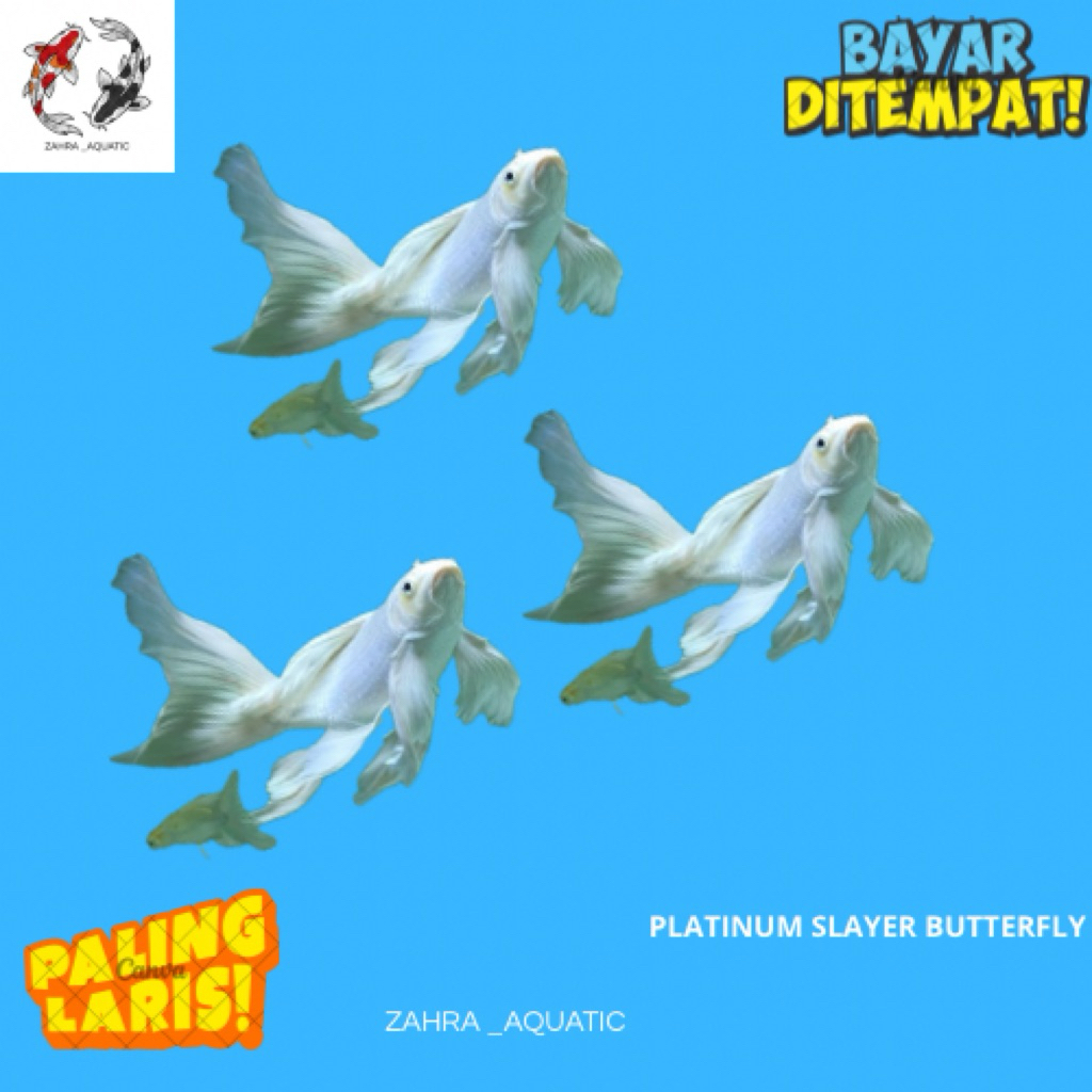 paket 3 ekor koi platinum slayer kumpay butterfly grade A