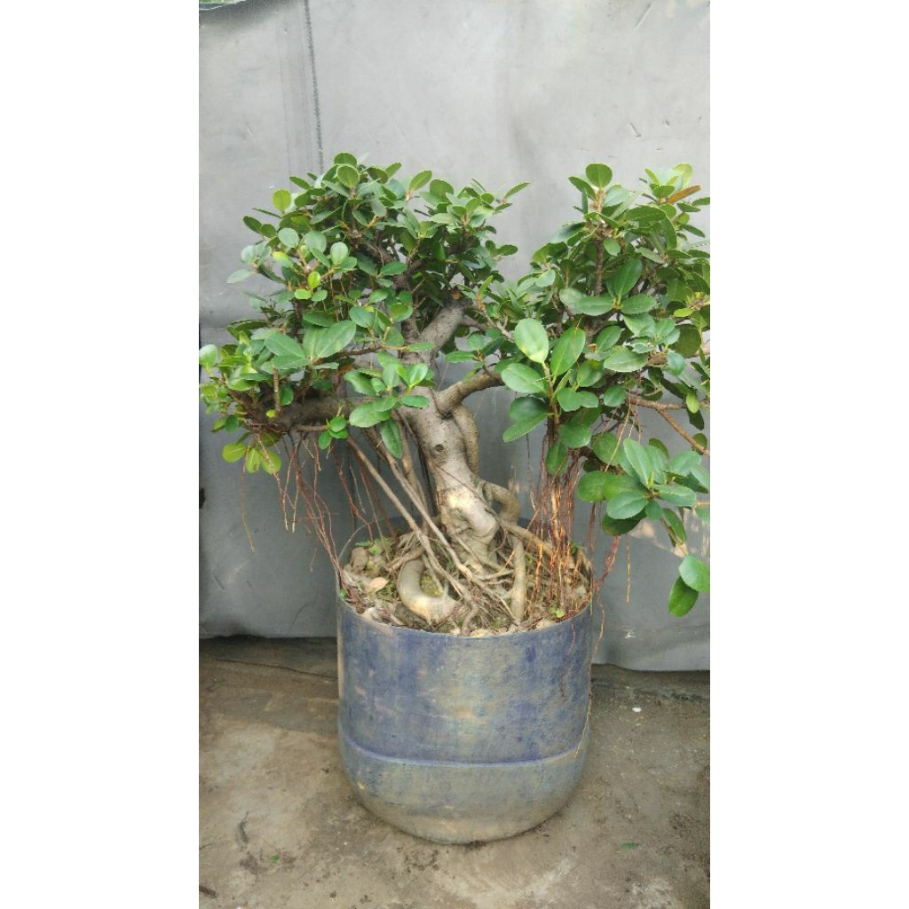 Bonsai Pohon Beringin Dolar