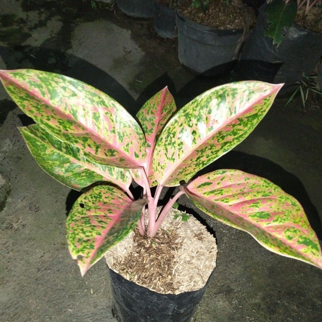 bunga Aglonema Tanaman hias . memiliki daunya cantik mudah di rawat . cocok di letakkan di dalam rua