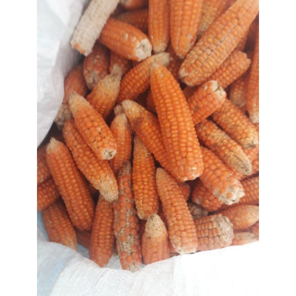 Jagung Unyil Jagung Kristal