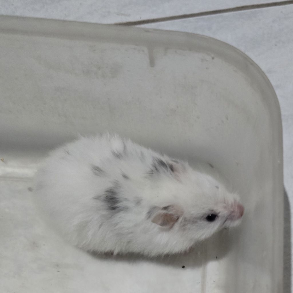 Hamster syrian fujiyama long hair
