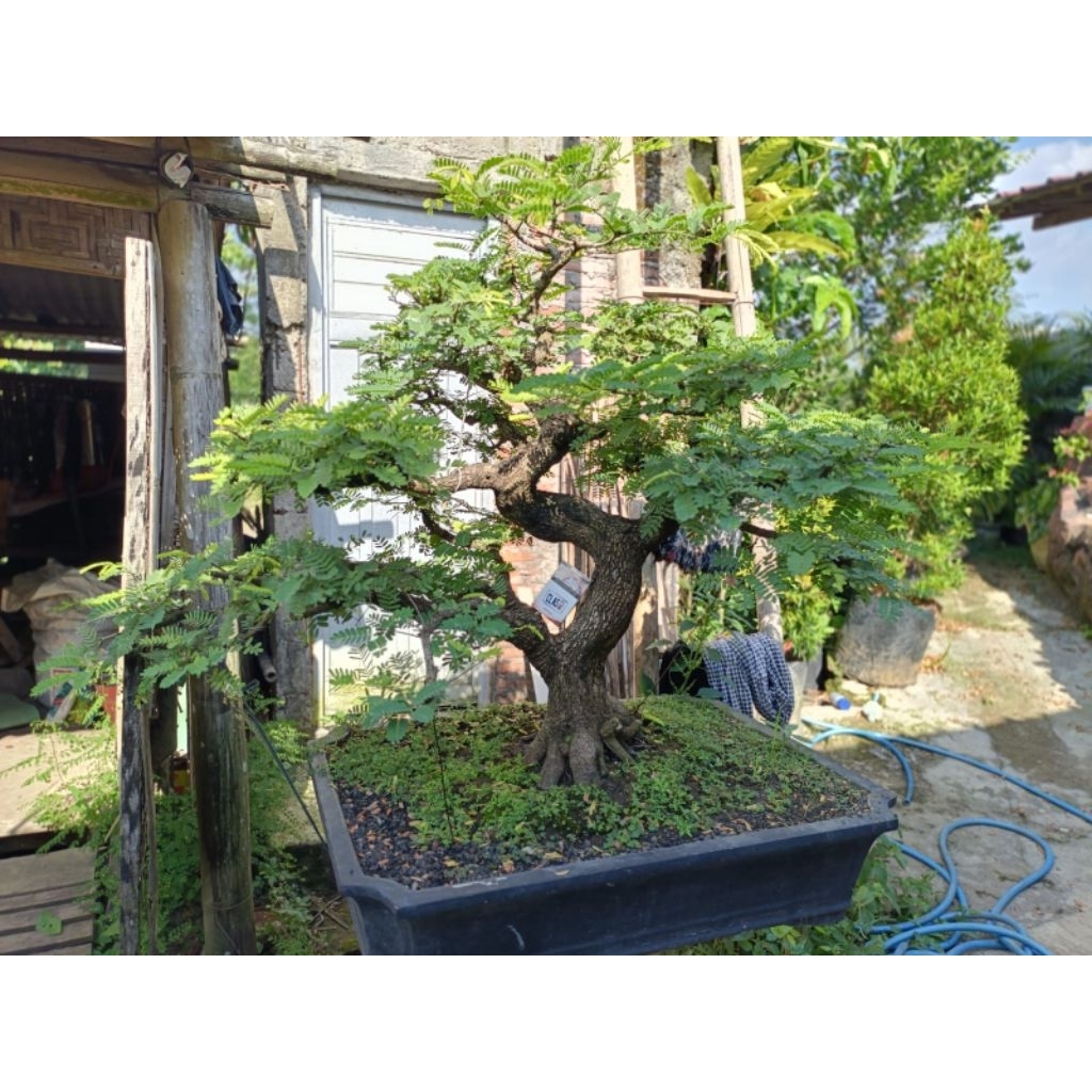 Bonsai Asam Jawa