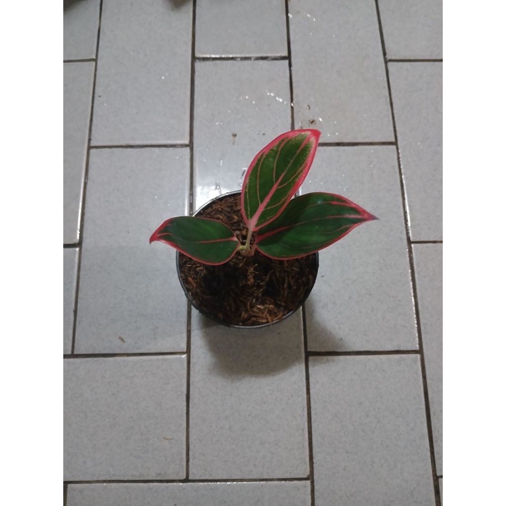 Aglaonema anakan kanza