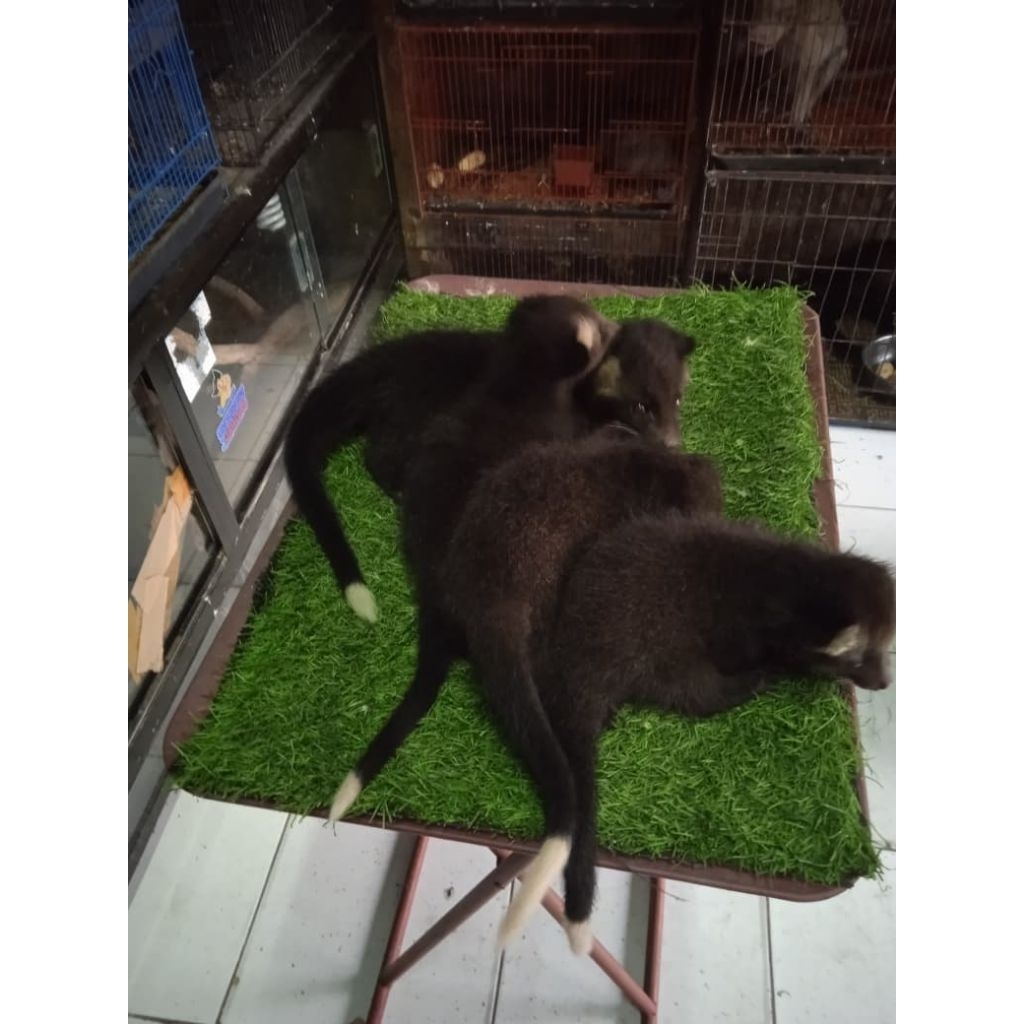 musang bulan