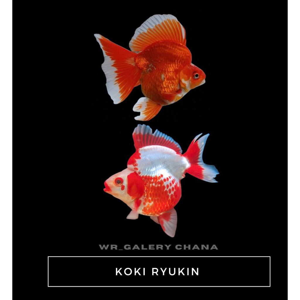 hiasan akuarium koki ryukin