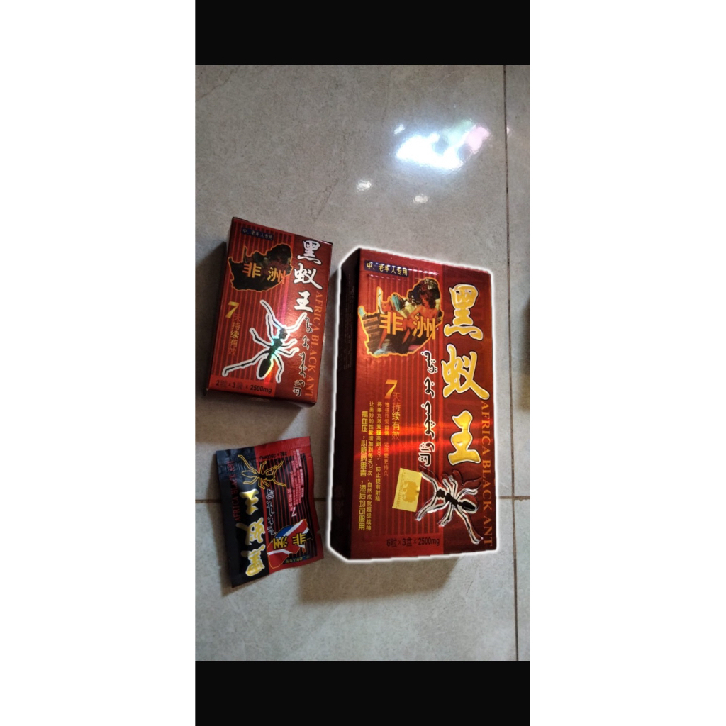 semut afrika hitamm