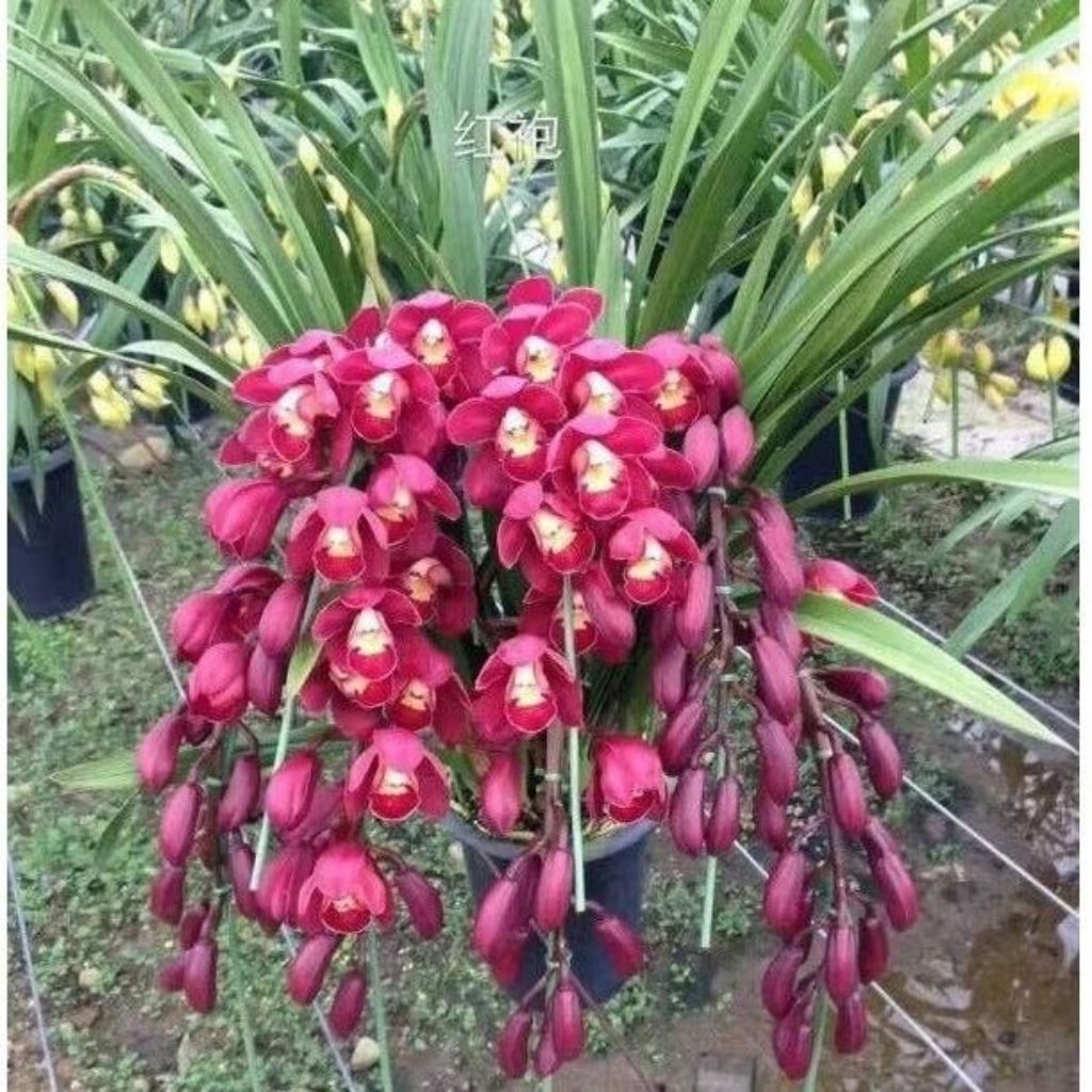 Anggrek Cymbidium Dark Red - Anggrek Cymbidium Berkualitas