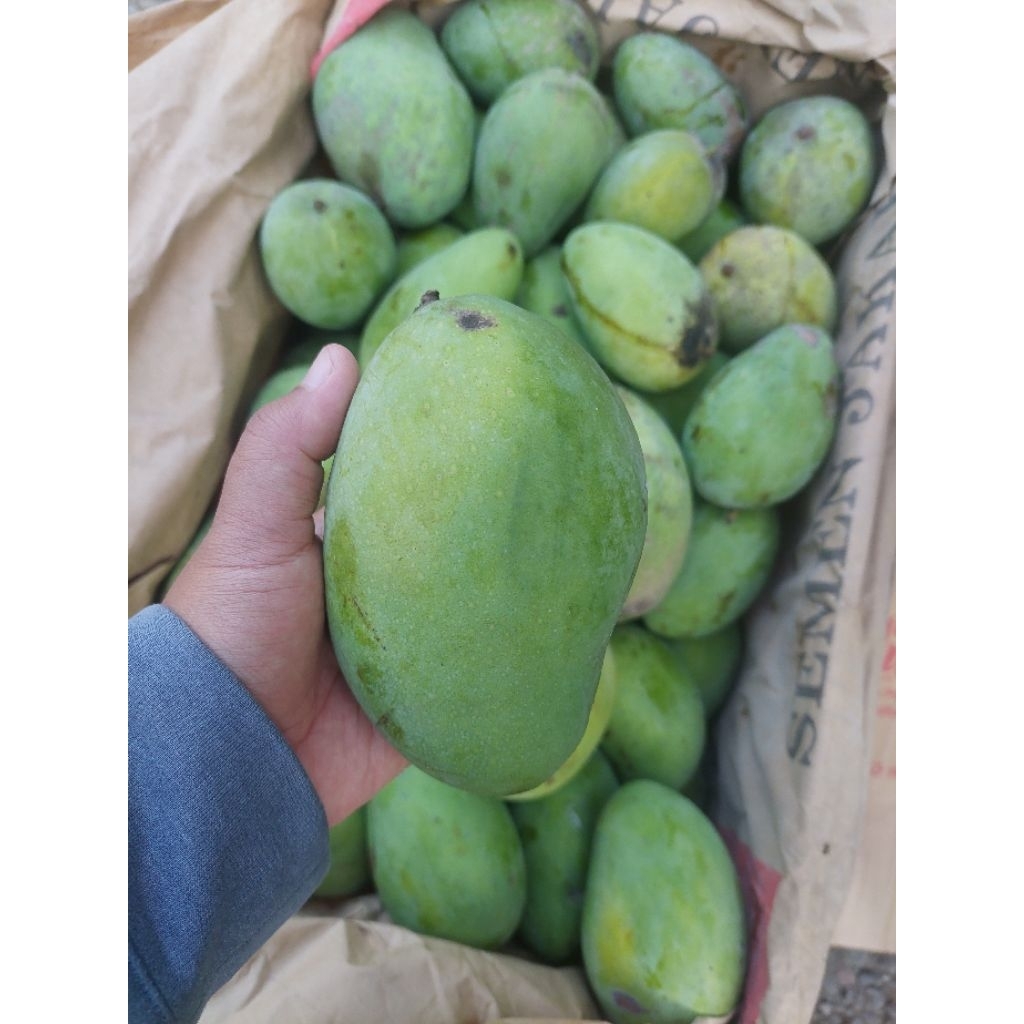 Mangga Harum Manis Super 1,5kg