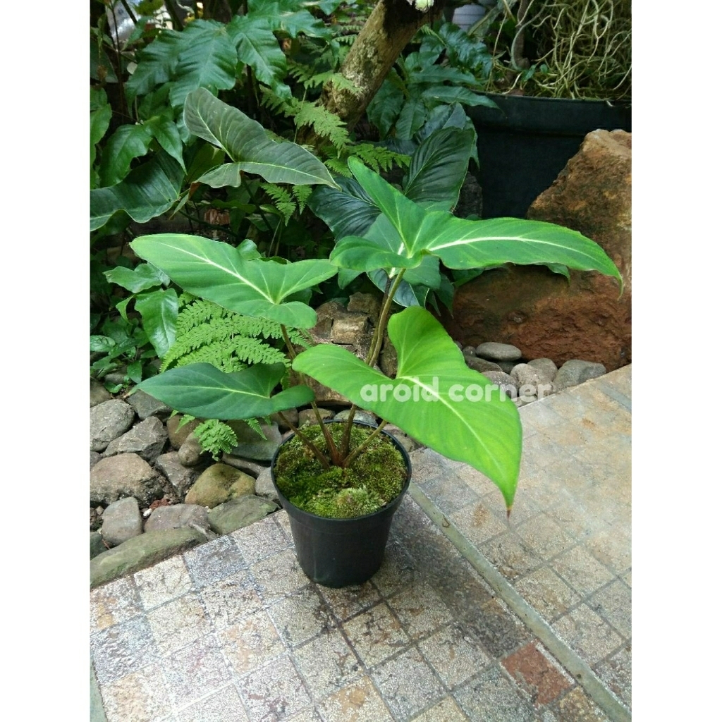 Adelonema 'Yanamonoensis' Real Picture