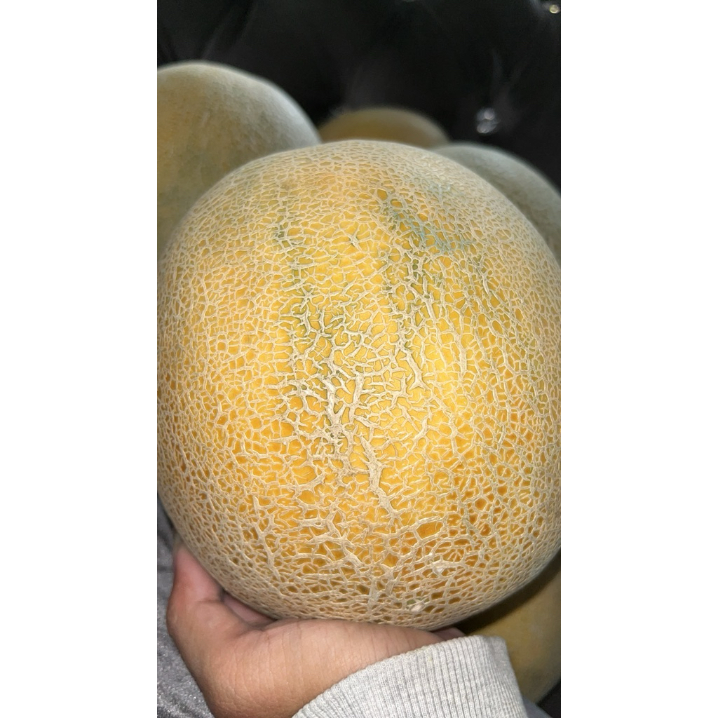 melon amanda