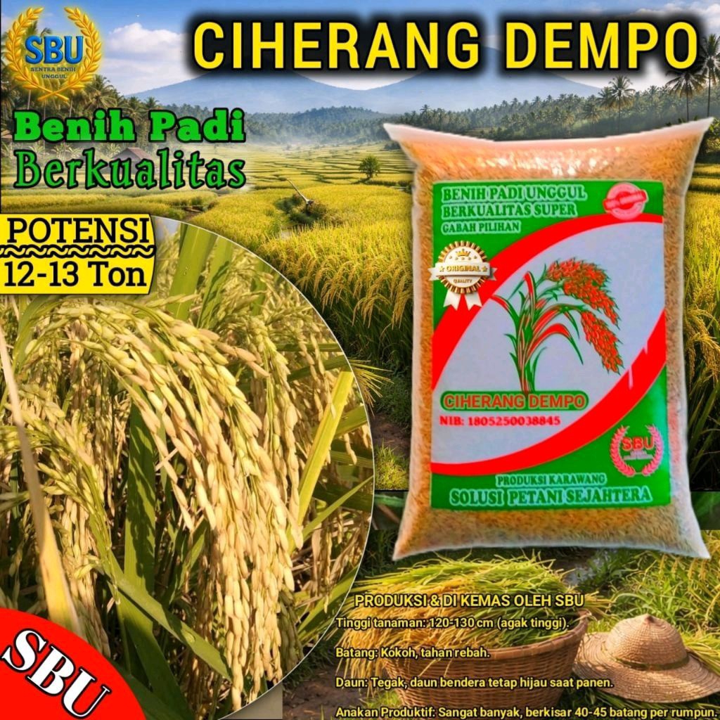 BENIH PADI CIHERANG DEMPO kemasan 5kg