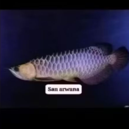 link golden red bluebase arowana