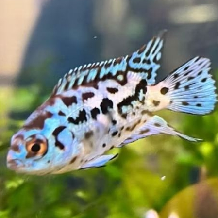 Ikan electric blue jack dempsey I ebjd