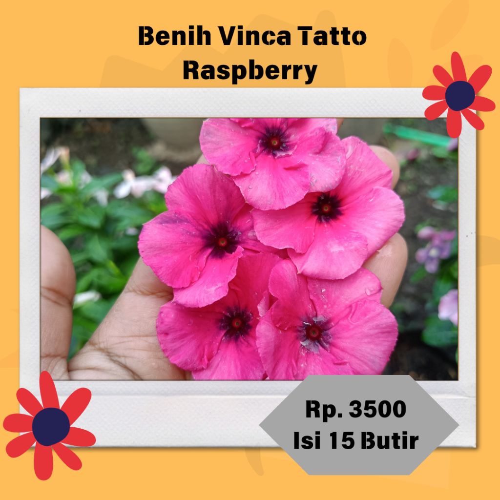 Benih / Biji Vinca Tatto Raspberry